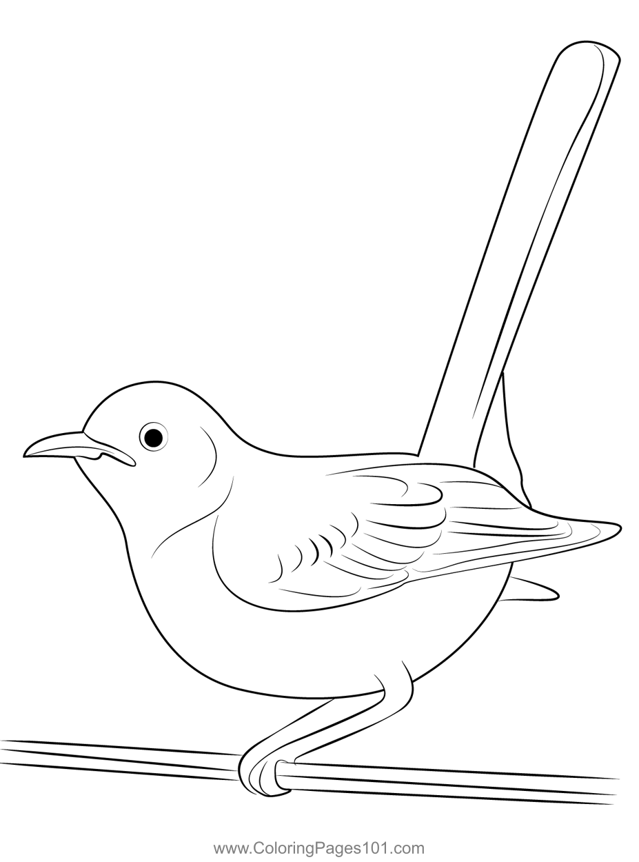 Wild Mockingbird