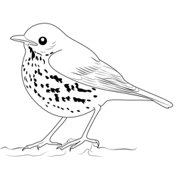 Wood Thrush Free Coloring Page for Kids