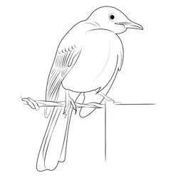 Yellow Headed Mockingbird Free Coloring Page for Kids