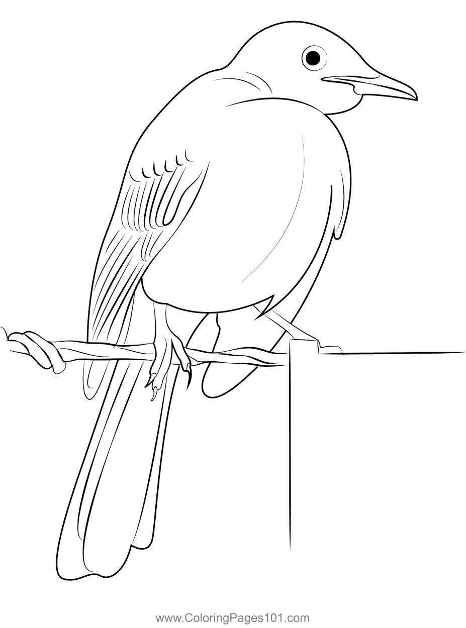 Yellow Headed Mockingbird