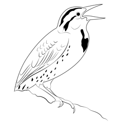 A Lovely Western Meadowlark Free Coloring Page for Kids