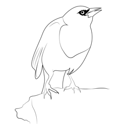 A Male Yellow Headed Blackbird Free Coloring Page for Kids