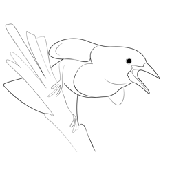 A Yellow Headed Blackbird Free Coloring Page for Kids
