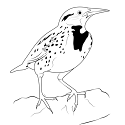Adult Male Meadowlark Free Coloring Page for Kids