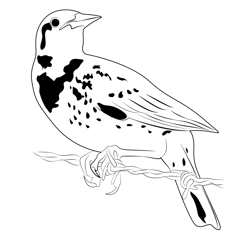 Adult Meadowlark Free Coloring Page for Kids