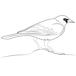 Adult Yellow Headed Blackbird Free Coloring Page for Kids