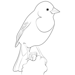 Yellow Headed Blackbird Free Coloring Page for Kids