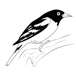 Baltimore Oriole 1 Free Coloring Page for Kids