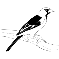 Baltimore Oriole 2 Free Coloring Page for Kids