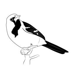 Baltimore Oriole 3 Free Coloring Page for Kids