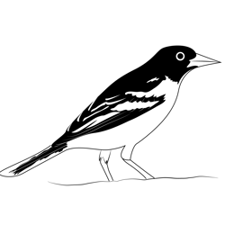 Baltimore Oriole 5 Free Coloring Page for Kids