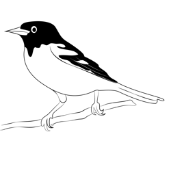Baltimore Oriole 6 Free Coloring Page for Kids