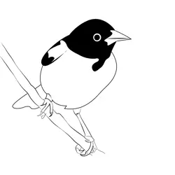 Baltimore Oriole Bird Free Coloring Page for Kids