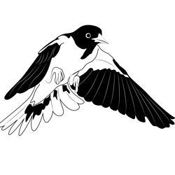 Baltimore Oriole Flight Shot Free Coloring Page for Kids