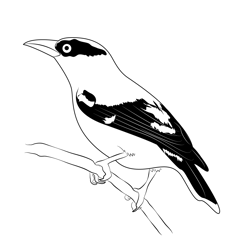 Baltimore Oriole Free Coloring Page for Kids