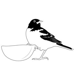 Baltimore Orioles 1 Free Coloring Page for Kids
