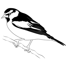 Baltimore Orioles 3 Free Coloring Page for Kids