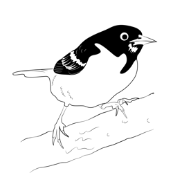 Baltimore Orioles 4 Free Coloring Page for Kids