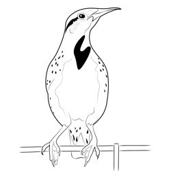 Beautiful Meadowlark Bird Free Coloring Page for Kids