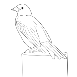 Beautiful Yellow Headed Blackbird Free Coloring Page for Kids
