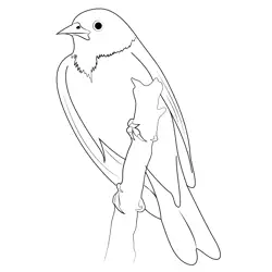 Bird Baltimore Oriole Free Coloring Page for Kids