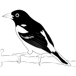 Birds Of Great Smoky Mountains Free Coloring Page for Kids