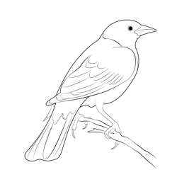Blackbird In The Back Area Free Coloring Page for Kids