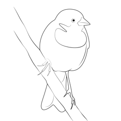 Blackbird On The Branch Free Coloring Page for Kids