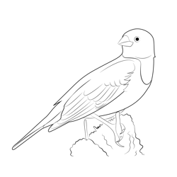 Blackbird Sitting On Tree Free Coloring Page for Kids