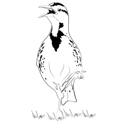 Calling Eastern Meadowlark Free Coloring Page for Kids