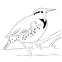 Meadowlark Bird Free Coloring Page for Kids