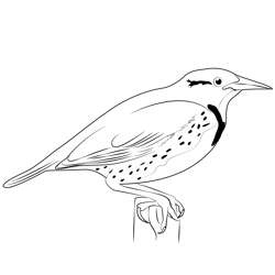 Common Meadowlark Free Coloring Page for Kids