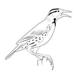 Cute Meadowlark Free Coloring Page for Kids