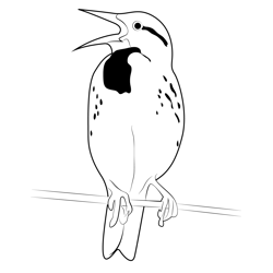 Female Western Meadowlark Free Coloring Page for Kids
