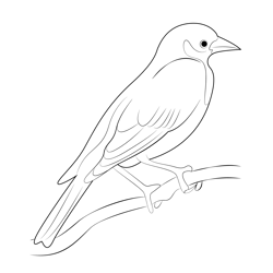 Female Yellow Headed Blackbird Free Coloring Page for Kids