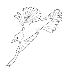 Flying Female Baltimore Oriole Free Coloring Page for Kids