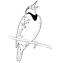 Gorgeous Meadowlark Free Coloring Page for Kids