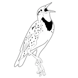 Great Blue Meadowlark Bird Free Coloring Page for Kids