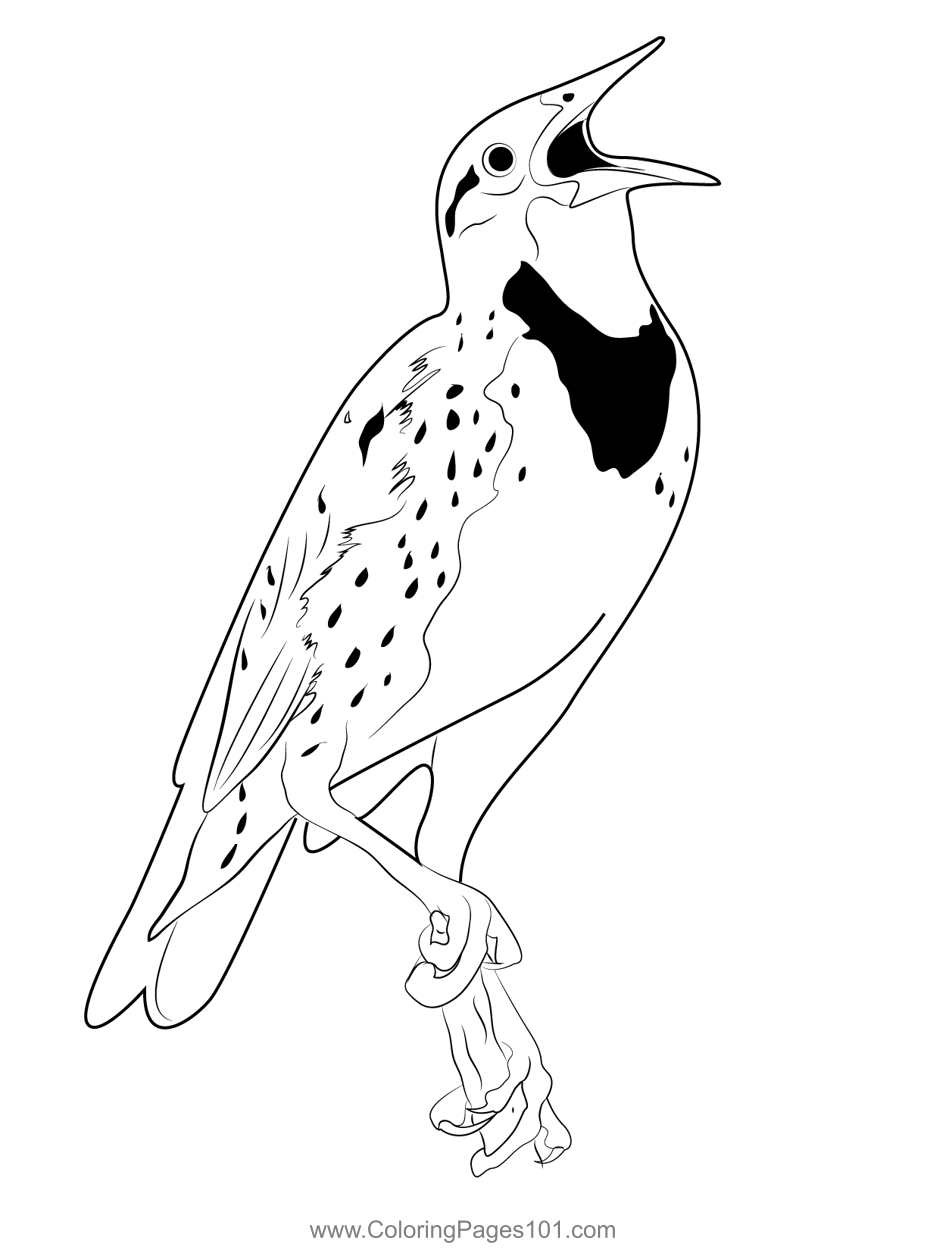 Great Blue Meadowlark Bird