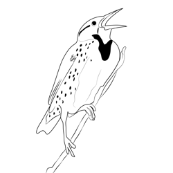 Hang On Tree Western Meadowlark Free Coloring Page for Kids