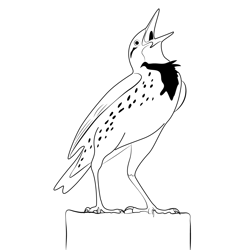 Eastern Meadowlark Free Coloring Page for Kids