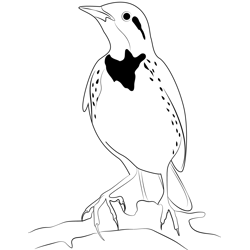 Long Tailed Meadowlark Free Coloring Page for Kids
