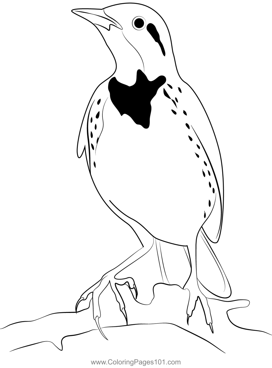 Long Tailed Meadowlark