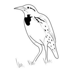 Lovely Meadowlark Free Coloring Page for Kids