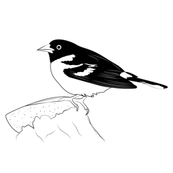 Male Baltimore Oriole Free Coloring Page for Kids