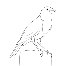 Male Yellow Headed Blackbird Free Coloring Page for Kids
