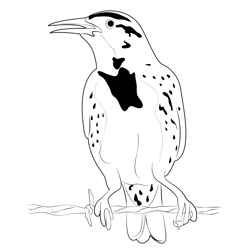 Mature Meadowlark Free Coloring Page for Kids