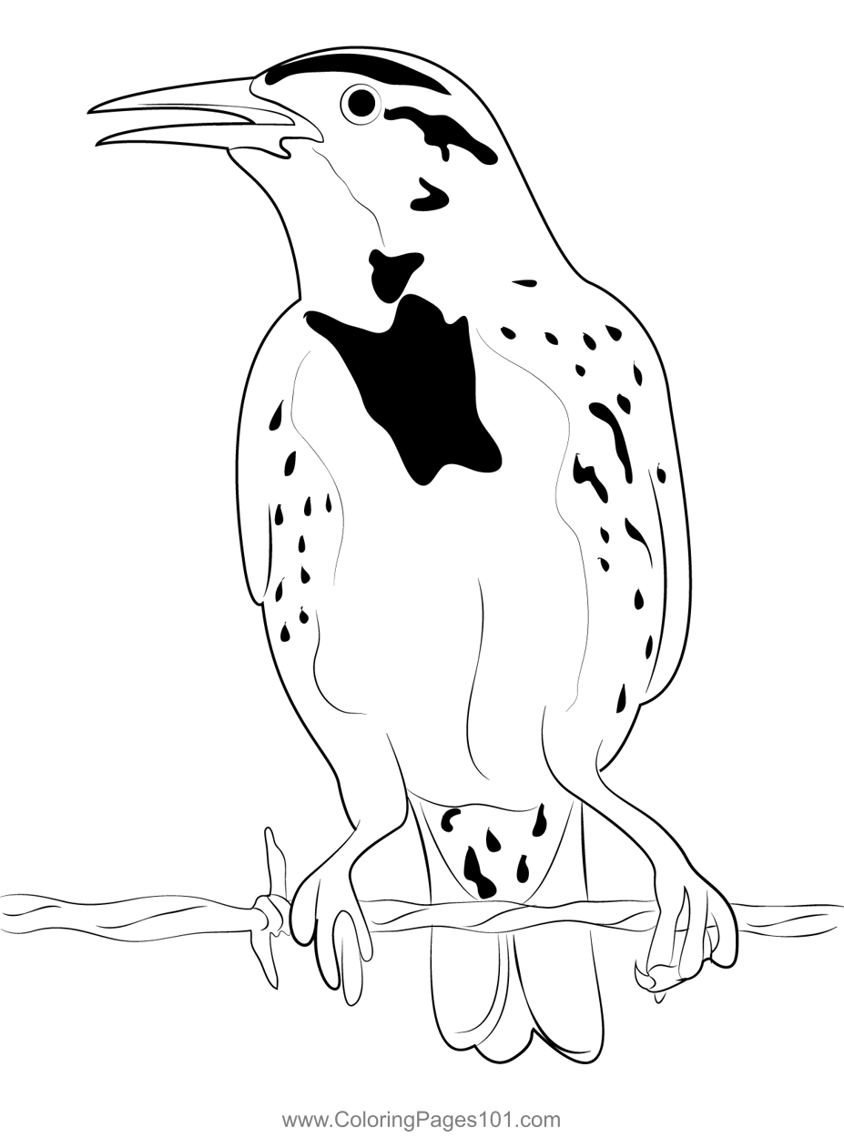 Mature Meadowlark Coloring Page for Kids - Free New World Blackbirds ...