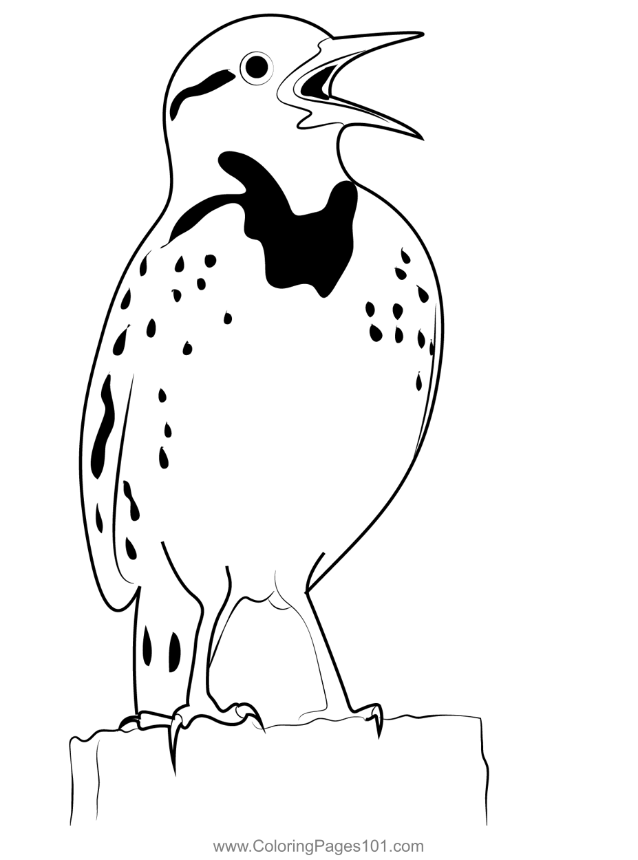 Meadowlark Bird Coloring Page for Kids - Free New World Blackbirds