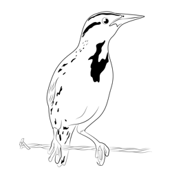 Meadowlark Young Bird Free Coloring Page for Kids